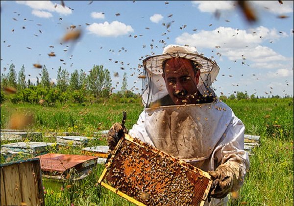 6000 تن عسل در کرمانشاه تولید می‌شود
