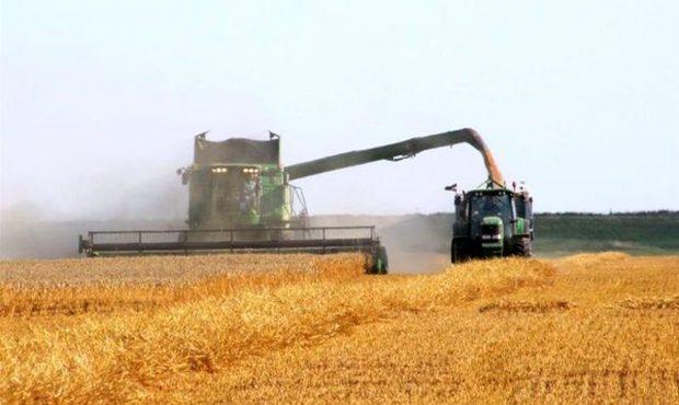 ۲۵۷ هزار تن گندم از کشاورزان کرمانشاه خریداری شد